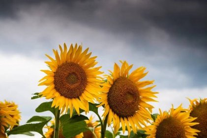 Cute Sunflower Wallpaper for PC.
