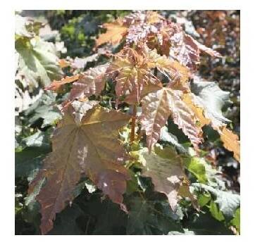 Javor mleč FloraSelf Acer platanoides 'Globosum' výška 125-150 cm květináč 18 l