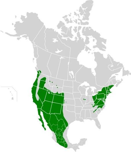 Soubor:Carpodacus mexicanus map history3.svg