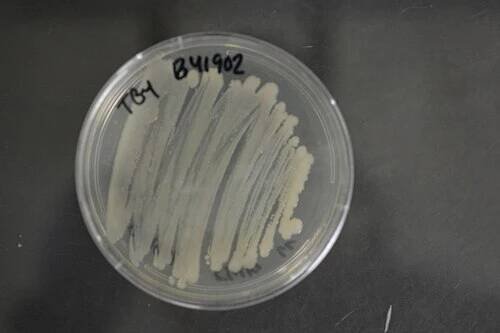 Acinetobacter lactucae - Wikipedia
