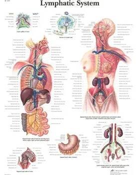 Výuková anatomie - lymfatický systém provedení: lamino