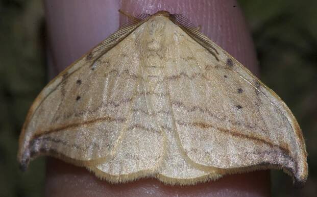 Flat, Non-Triangular Winged Moths
