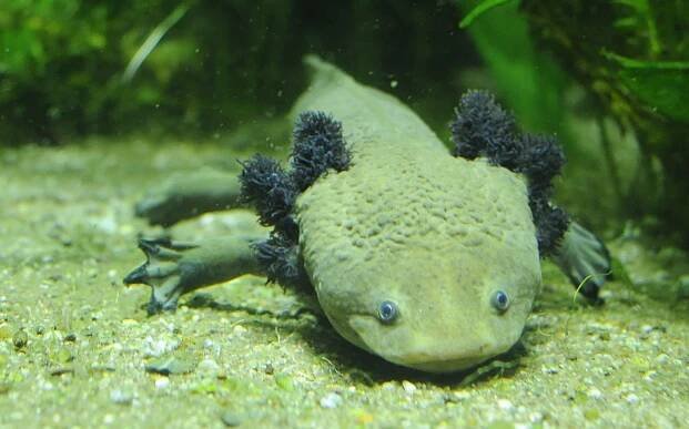 Ambystoma dumerilii - axolotl Dumérilův