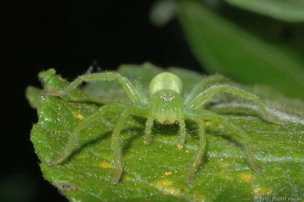 Česká arachnologická společnost - Micrommata virescens (Clerck, 1757) [maloočka smaragdová] → Čeleď: Sparassidae → Rod