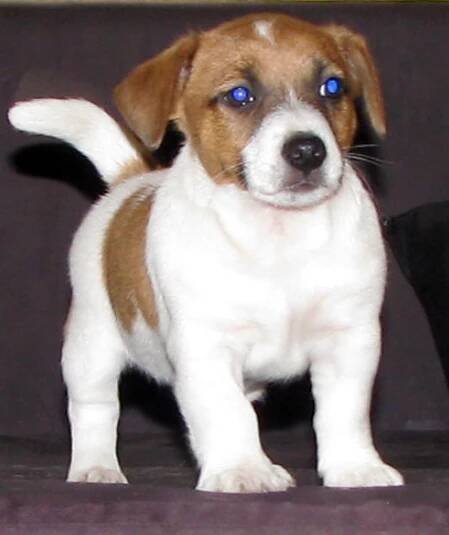 Armonia Canina