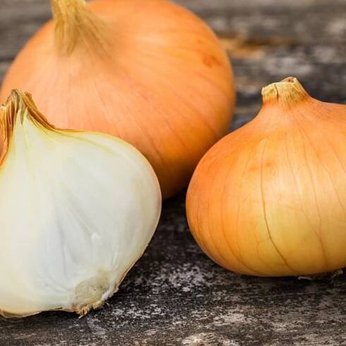 Cibule kuchyňská Štutgartská - Semínkárna