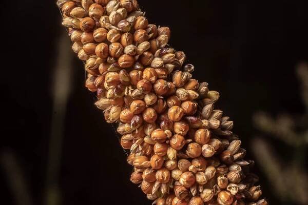 Millet In Dog Food - Pet Food Reviewer