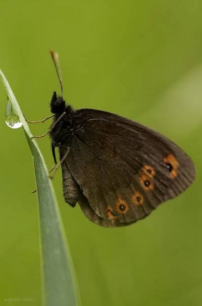 Obrázek - Erebia medusa (okáč rosičkový) | BioLib.cz