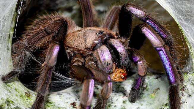 Nový druh tarantule září jako elektřina. Před vědci se roky skrýval