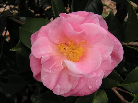 Camellia Listing – Camellia Glen Nursery