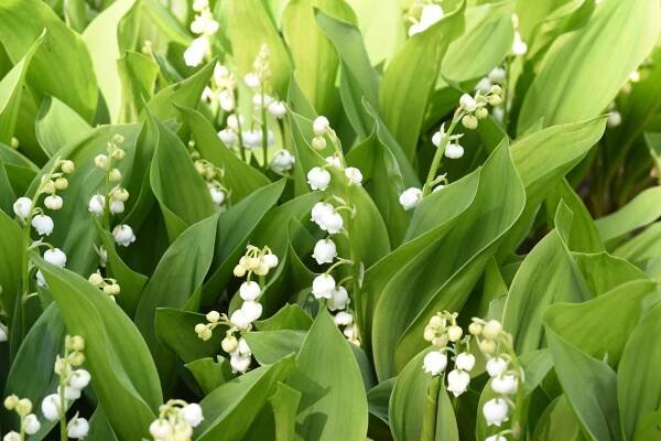 Konvalinka (Convallaria)