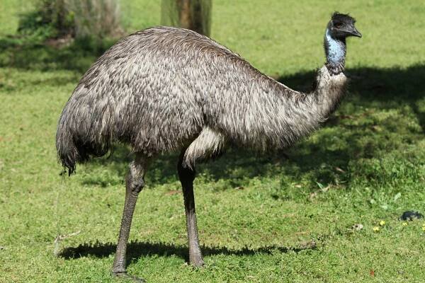 Emu