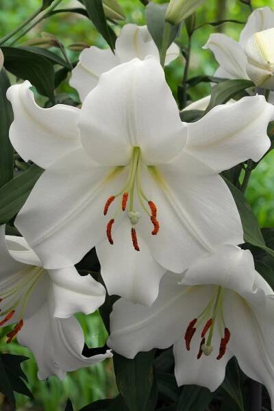 Casa Blanca 5 lilly bulbs