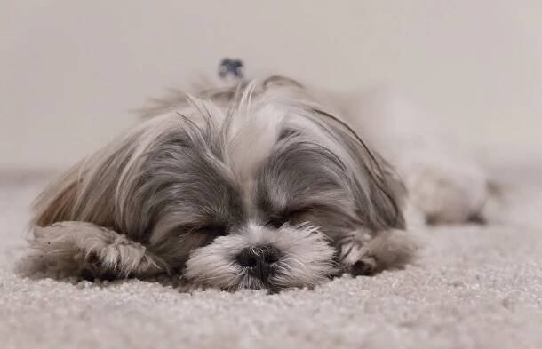 Shih Tzu