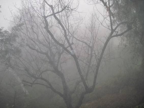 Foggy Misty Rain | Walk With Me | Ponder And Dream