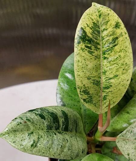 Fíkus El. 'Shivereana variegata'