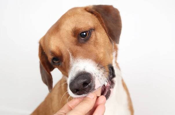 10 Best Allergy Medicines For Dogs In 2025 – Reviews & Vet-Approved Top Picks