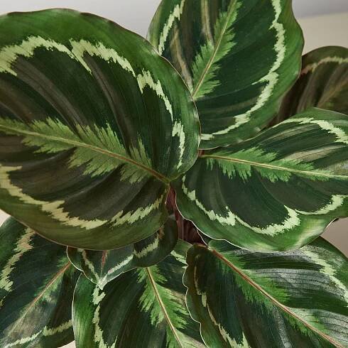 Calathea Roseopicta 'Medallion' - House Plant Shop