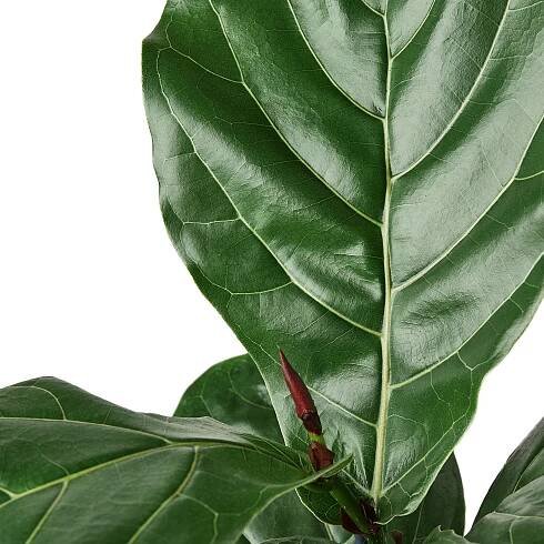 Pothos ‘Neon’ Houseplant — The Zen Succulent | Low Maintenance Greenery At Your Doorstep