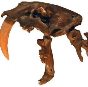 Soubor:Smilodon fatalis, Pengo.jpg – Wikipedie
