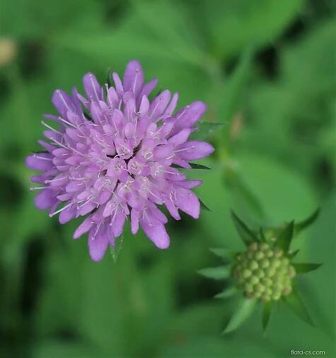 Chrastavec křovištní (Knautia drymeia), květy, květenství