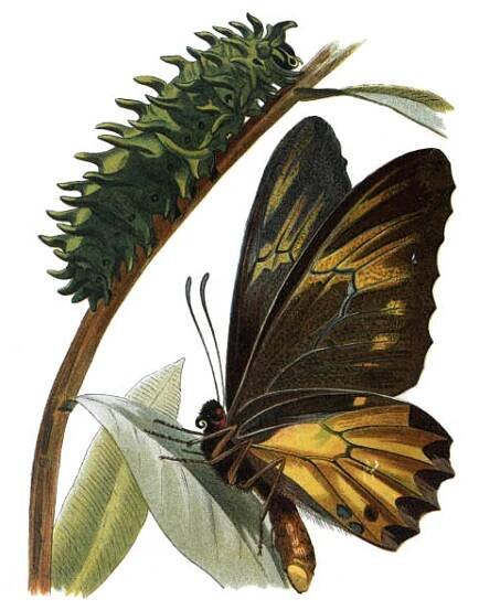 vintage butterfly ornithoptera amphrisus (motýl a catterpillar) pohlednice - ornithoptera euphorion stock ilustrace