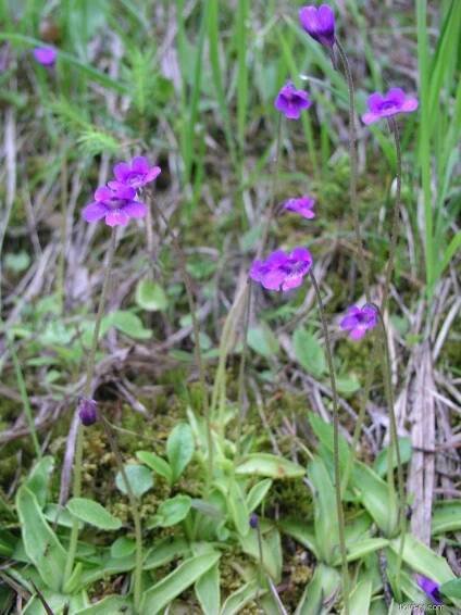 Tučnice obecná (Pinguicula vulgaris)