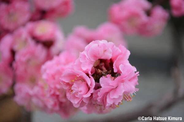 Sakura, belleza efímera de los cerezos en flor (álbum de fotos) | Kantō
