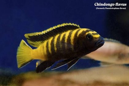 Wowee Malawi - Aquarium Blog - The Wet Spot Tropical Fish 