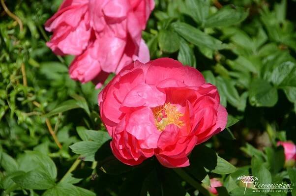 Paeonia officinalis 'Red Ensign' | Perenniculum