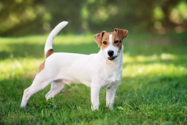 Chovatel Jack Russell