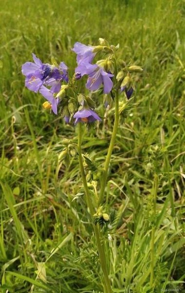 Jirnice modrá (Polemonium caeruleum)