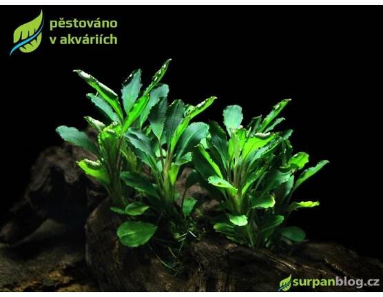 Bucephalandra Titan