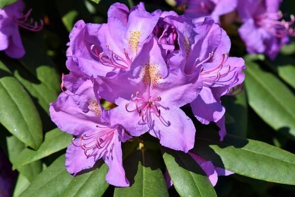 Rododendron Pupeny - Fotografie zdarma na Pixabay