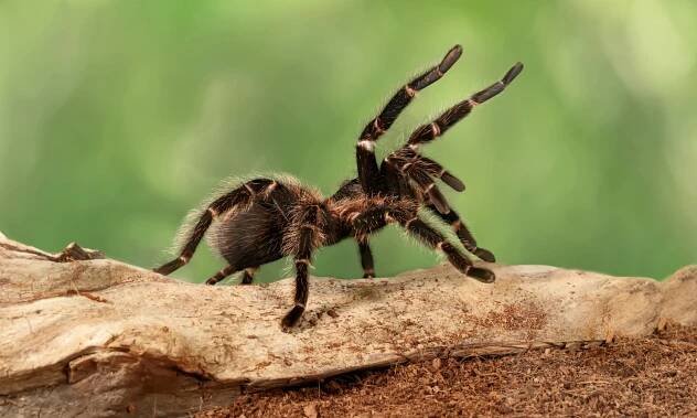 Rethinking arachnid evolution: The surprising history of spiders