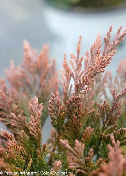 Good Vibrations® Gold Juniper