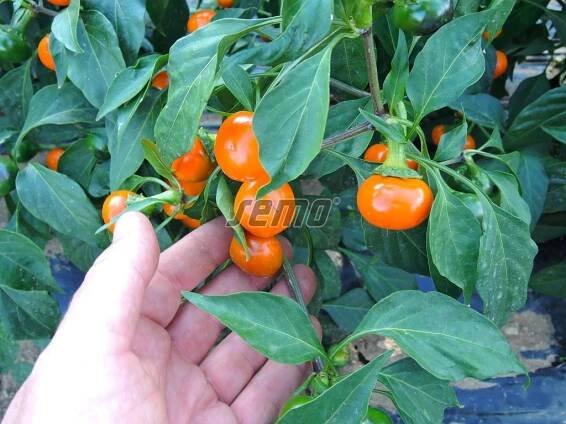 PROFI, Zelenina SEMO - Paprika Orange Koral, p2549