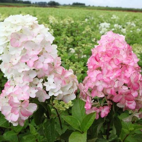 Hortenzie latnatá FRAISE MELBA