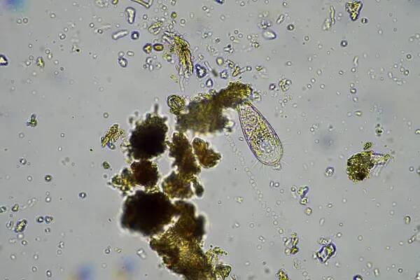 Vzorek půdy obsahující půdní biologii, s bakteriemi, houbami, amébou, fageláty a arcelami, na udržitelném zemědělském hospodářství v Austrálii — Stock obrázek