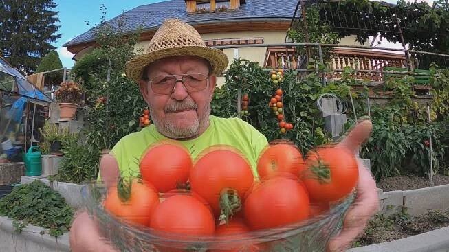 Rekordní úroda rajčat, obří slunečnice i dýně. Zahrádkářům se letos dařilo
