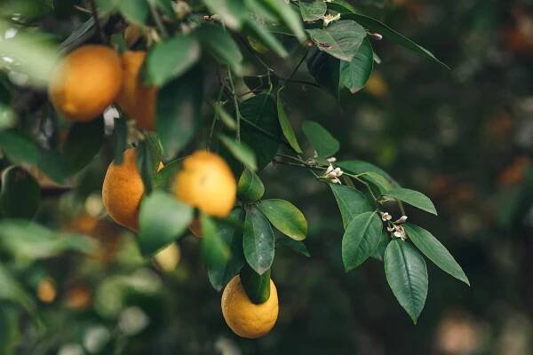 Can Lemon Trees Survive Winter? 7 Tips for Keeping Them Alive