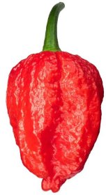 dorset-naga-hottest-peppers-story