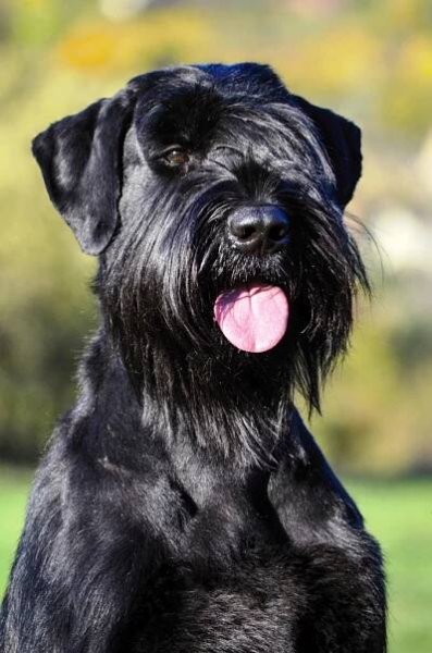 Sluneční paprsek - Giant Schnauzer Black kennel