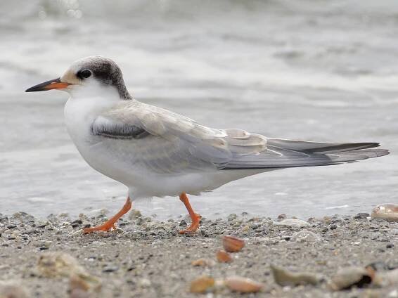 Juvenile (hirundo/tibetana) - ML170310951