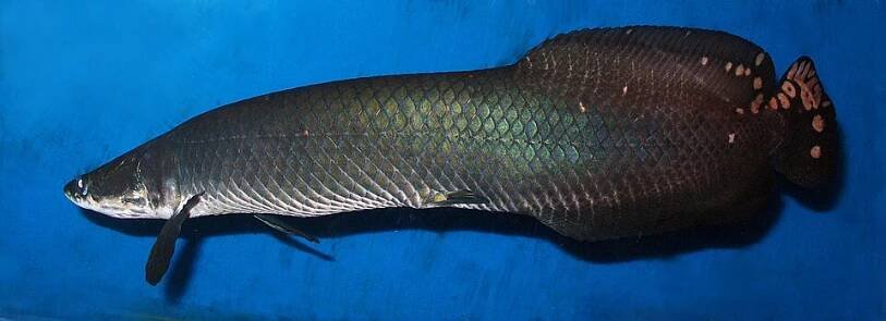 Arapaima velká – Wikipedie