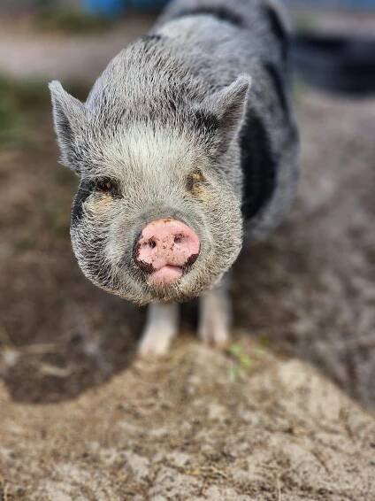 Our Animals — Hope Ranch