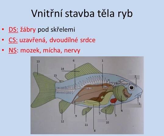 Stavba těla ryb – Materiály pro žáky ZŠ