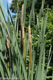 Typha latifolia – orobinec širokolistý