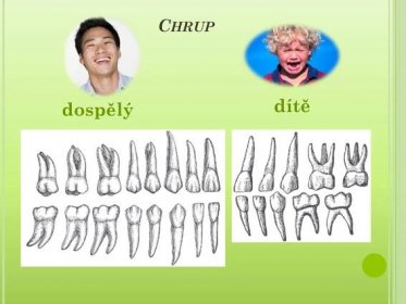 První zuby – mléčné – první se objevují v 6-12 měsíci dítěte. Druhé zuby – stálé – okolo šestého roku dítěte začínají vypadávat mléčné zuby, nahrazují je stálé. Dítě má zubů 20 – 10 nahoře, 10 dole. … zuby si v ústech sami spočítají, popř. povědí, kolik mají zubů nových, které jim dorůstají popř. zatím nejsou. Do pracovního listu společně vybarvíme zuby, které mají … řezáky, špičáky a stoličky. Dospělý má zubů 28-32… osmičky zuby moudrosti se prořezávají v letech.