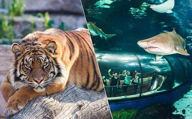Book Barcelona Zoo & Aquarium Barcelona Combo Tickets